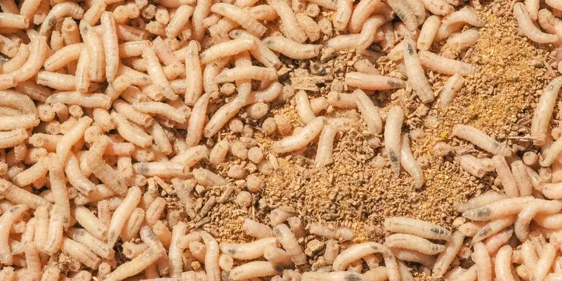 What Do Baby Maggots Look Like