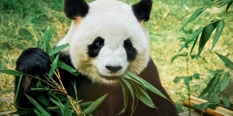 What Do Baby Pandas Eat