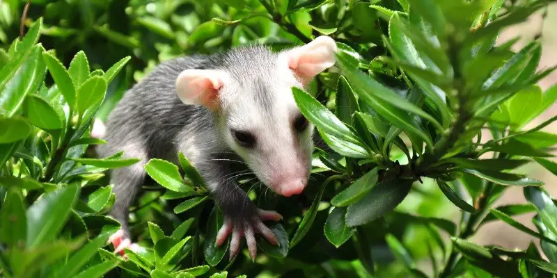 What Do Baby Possums Eat