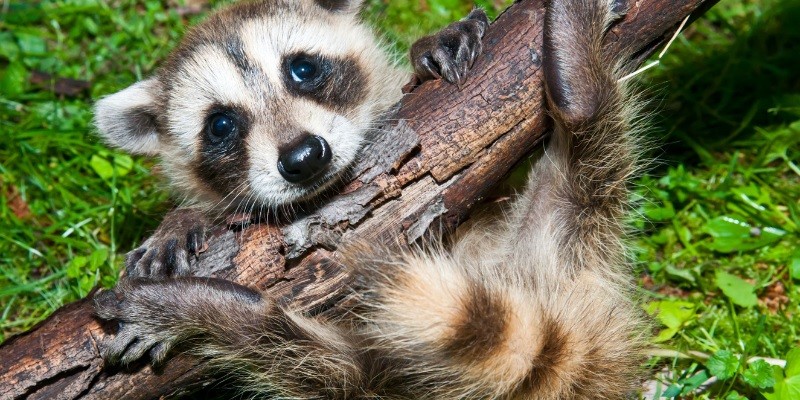 What Do Baby Raccoons Sound Like