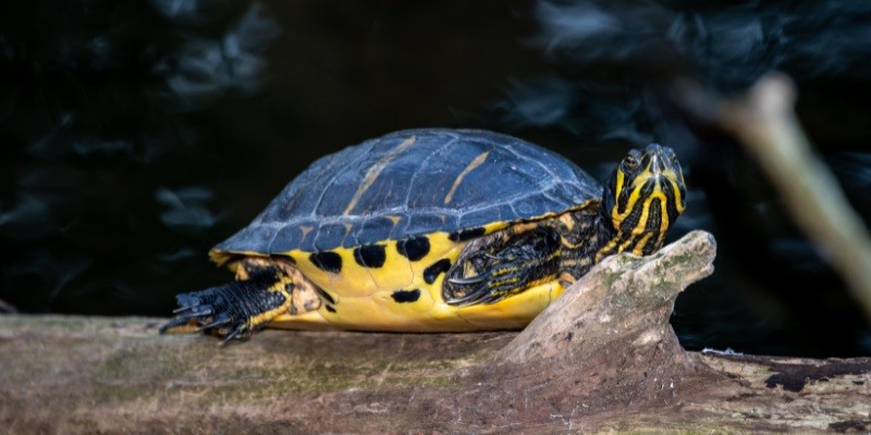 What Do Baby Red Eared Slider Turtles Eat