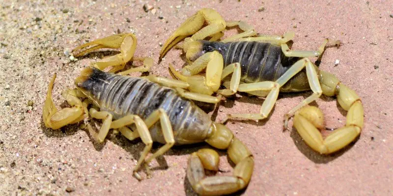 What Do Baby Scorpions Eat