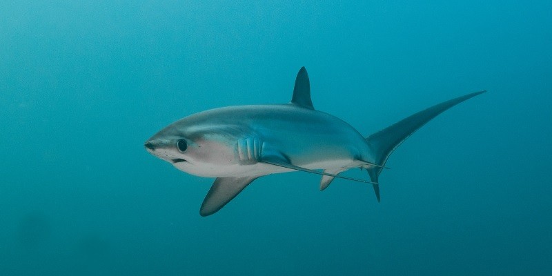 What Do Baby Sharks Look Like