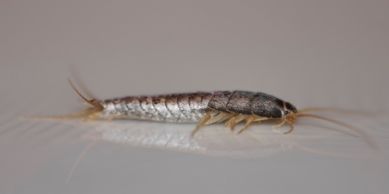 What Do Baby Silverfish Look Like