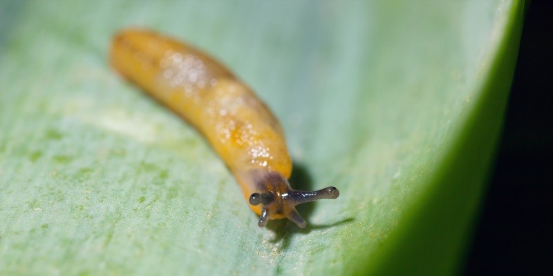 What Do Baby Slugs Look Like