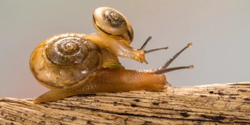 What Do Baby Snails Look Like