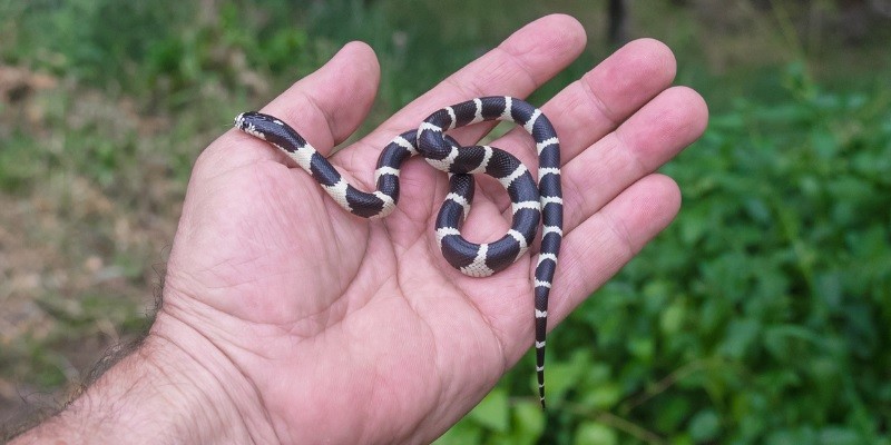 What Do Baby Snakes Look Like