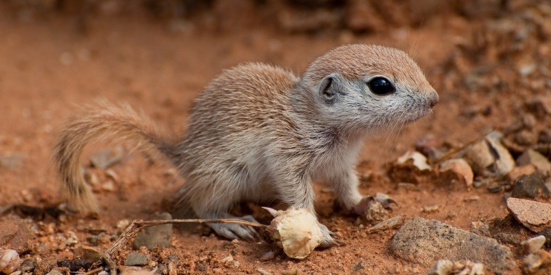 What Do Baby Squirrels Sound Like