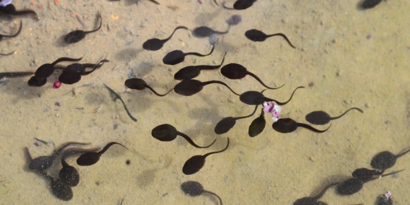 What Do Baby Tadpoles Look Like