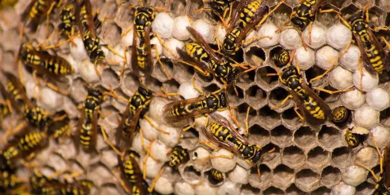 What Do Baby Wasps Look Like