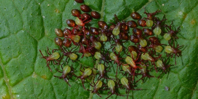 What Do Baby Water Bugs Look Like