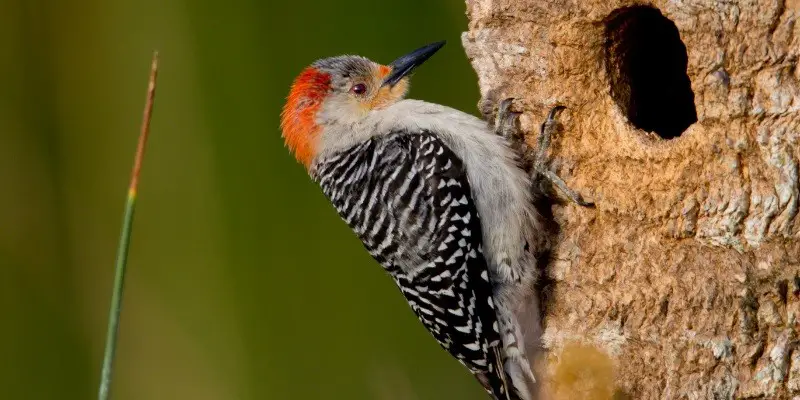 What Do Baby Woodpeckers Eat