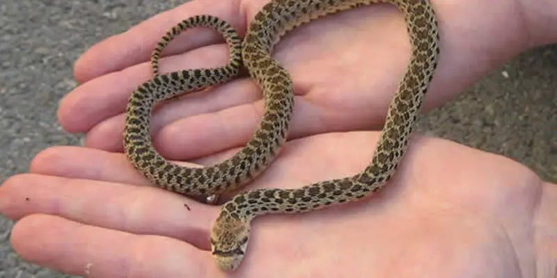 What Does A Baby Bull Snake Look Like
