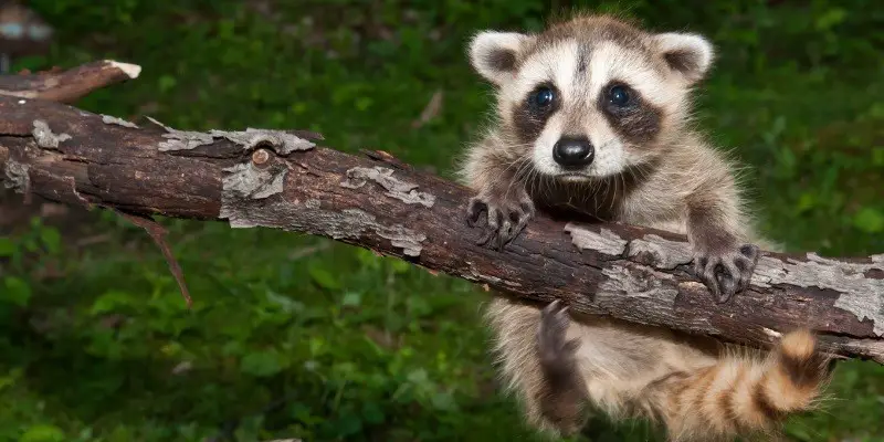 What Does A Baby Raccoon Look Like