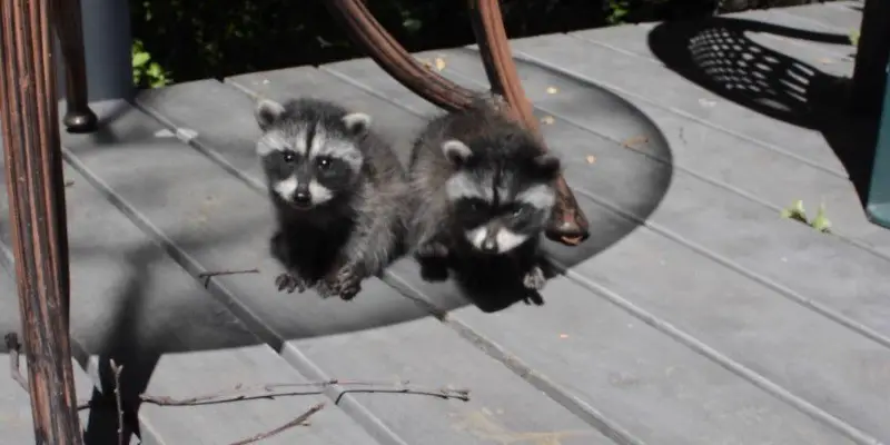 What Does A Baby Raccoon Sound Like