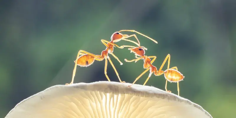 What Does Baby Ants Look Like