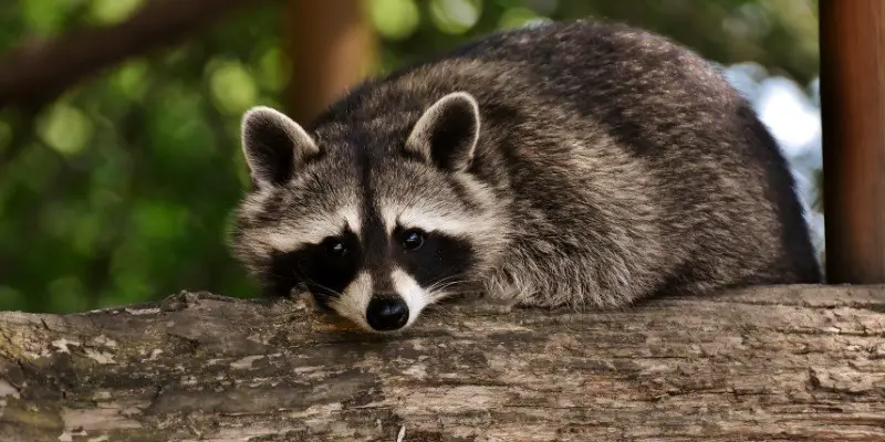 When Do Baby Raccoons Leave The Nest