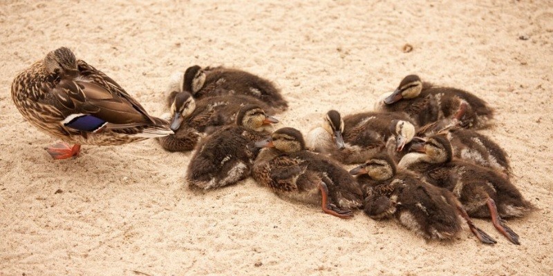 Where Do Baby Ducks Sleep