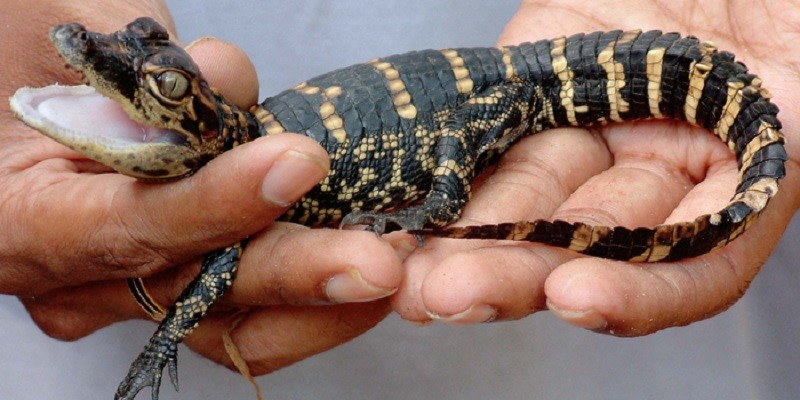 A Baby Alligator