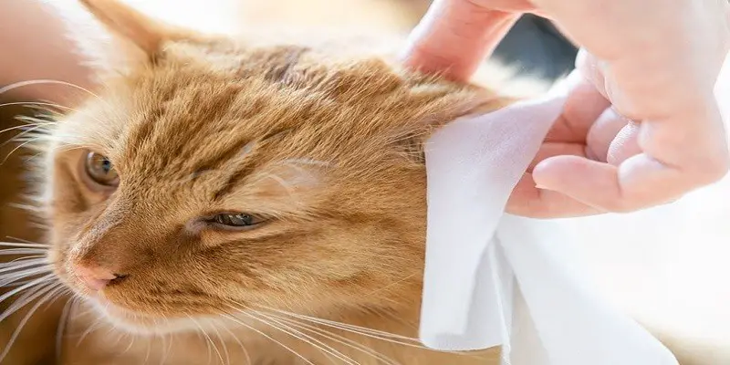 Are Baby Wipes Safe For Cats