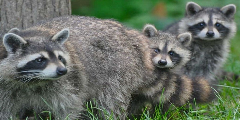 Can Baby Raccoons Survive Without Their Mother