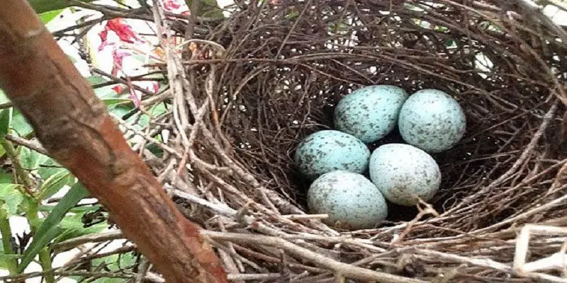 Can Bird Eggs Hatch Without Mother