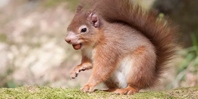 Do Baby Squirrels Carry Diseases