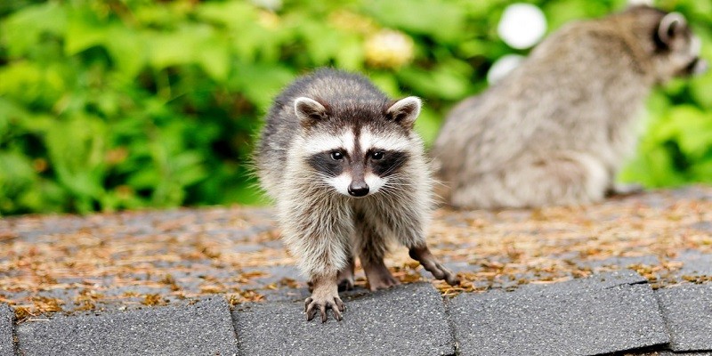 How Long Can A Baby Raccoon Survive Without Its Mother