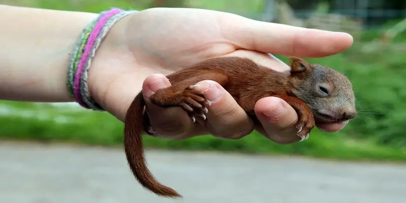 How Long Can Baby Squirrels Live Without Food
