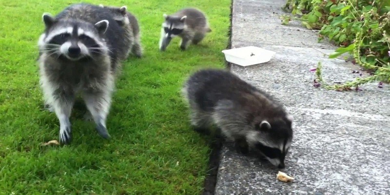 How Long Do Baby Raccoons Nurse