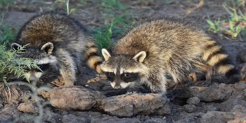How Long Do Baby Raccoons Stay With Their Mom