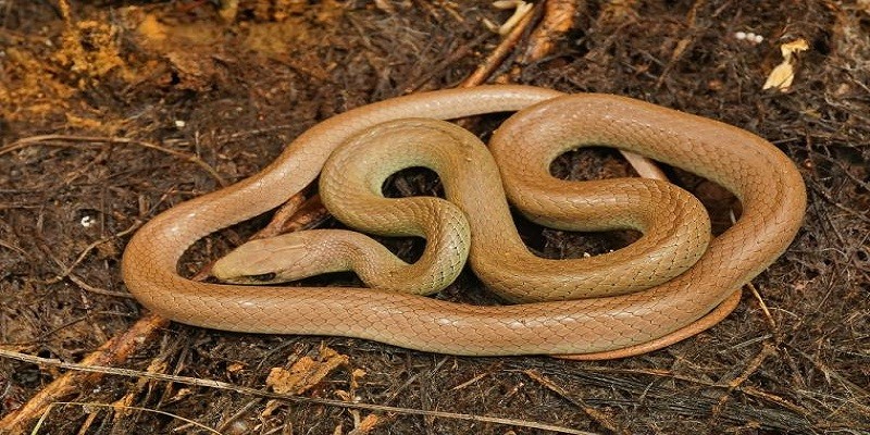 How Long Do Baby Snakes Stay With Their Mother