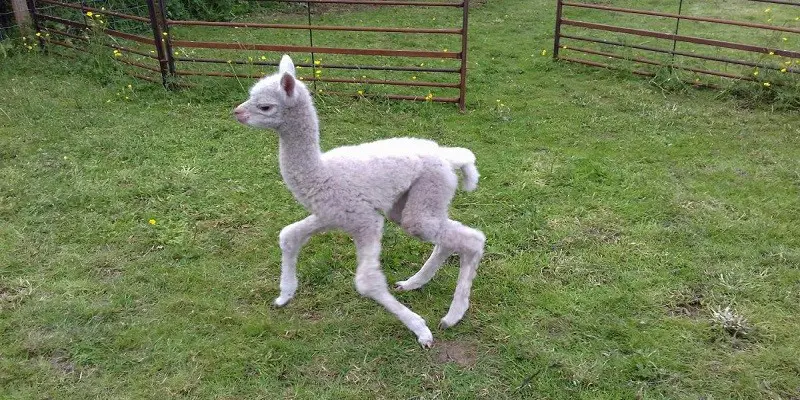 How Much Does A Baby Alpaca Cost