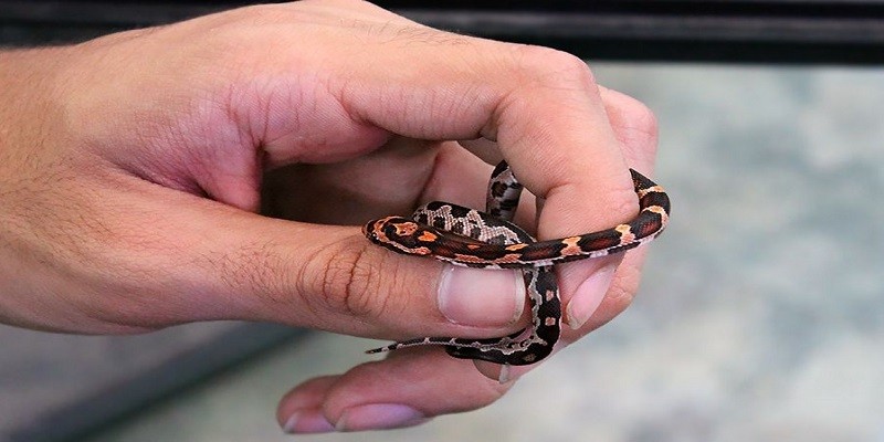 How Much Is A Baby Corn Snake