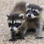 What Age Do Baby Raccoons Leave Their Mother