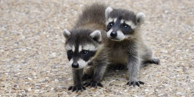 What Age Do Baby Raccoons Leave Their Mother