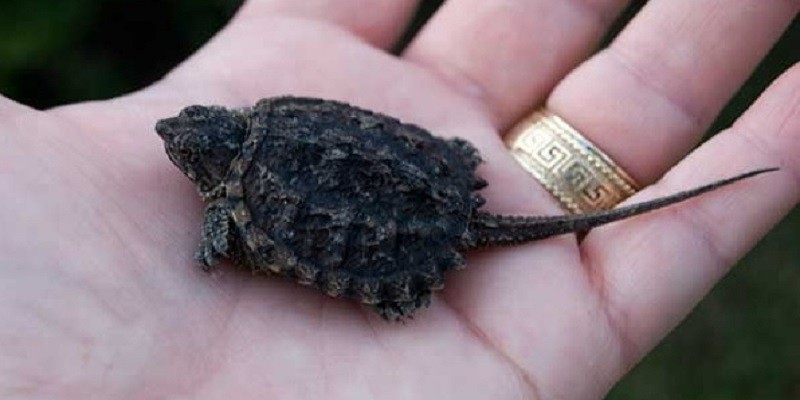 What Do Baby Alligator Snapping Turtles Eat