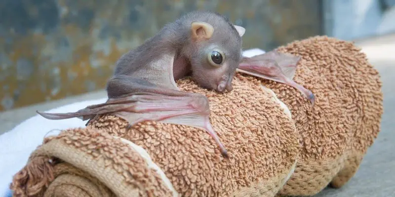 What Do Baby Bats Look Like