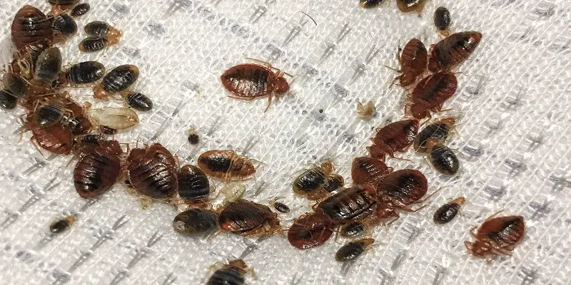 What Do Baby Bed Bugs Look Like