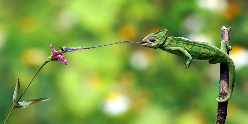 What Do Baby Chameleons Eat