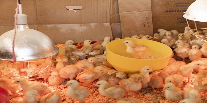 What Do Baby Chicks Eat