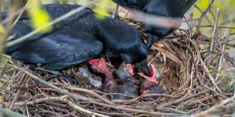What Do Baby Crows Eat