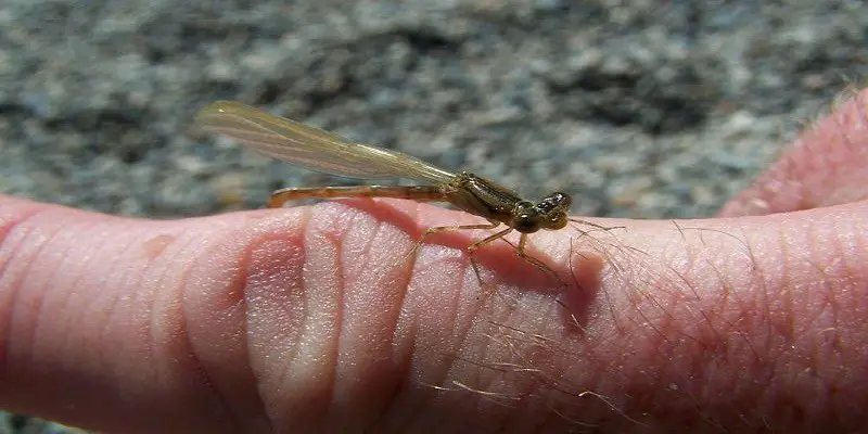 What Do Baby Dragonflies Look Like