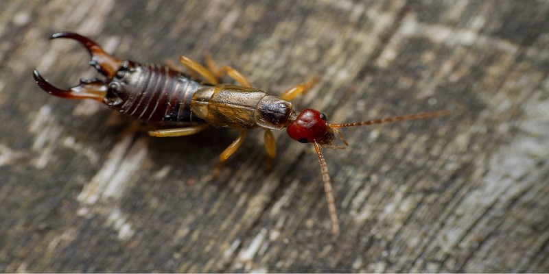 What Do Baby Earwigs Look Like