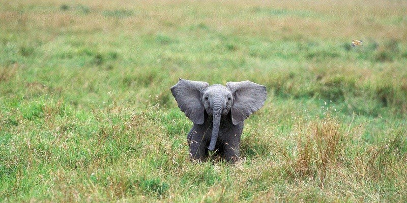 What Do Baby Elephants Eat