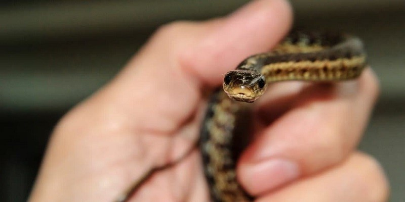 What Do Baby Garter Snakes Eat