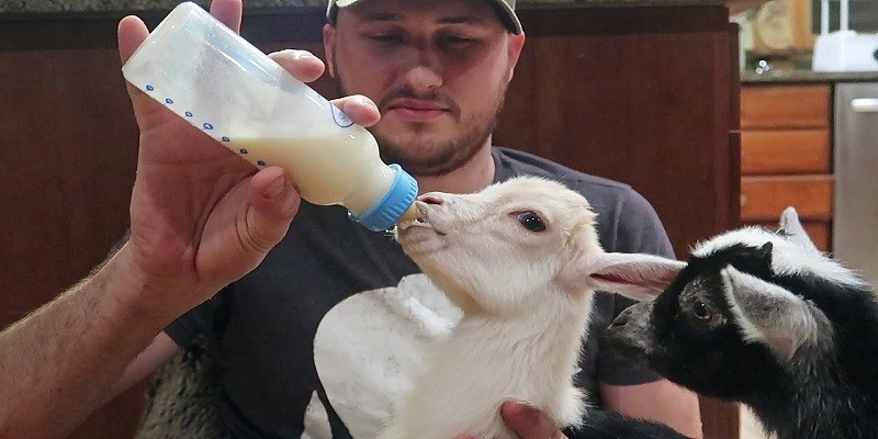 What Do Baby Goats Eat