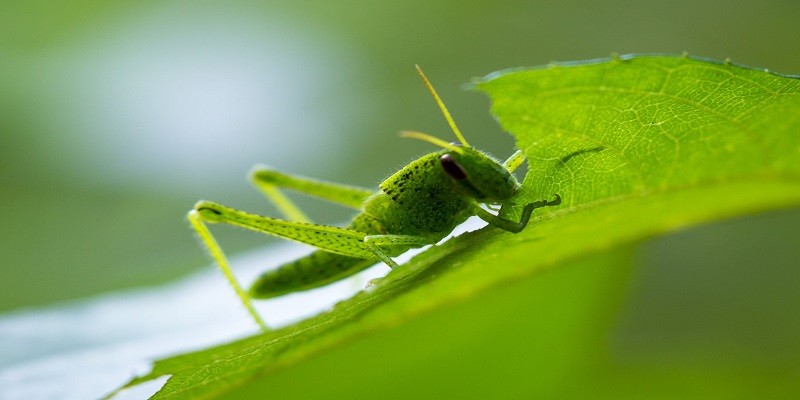 What Do Baby Grasshoppers Look Like