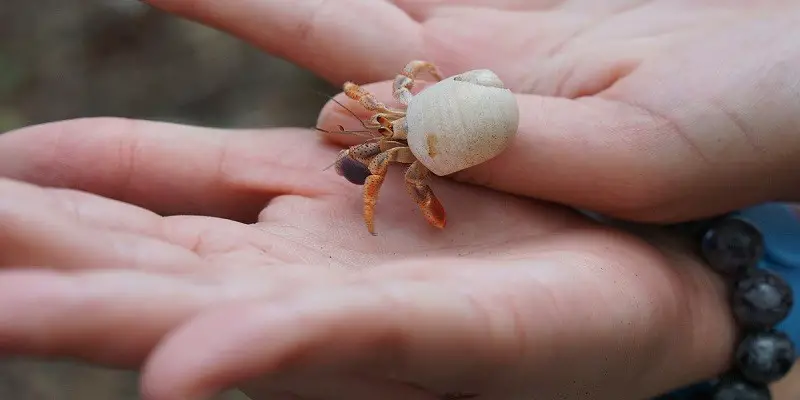 What Do Baby Hermit Crabs Look Like