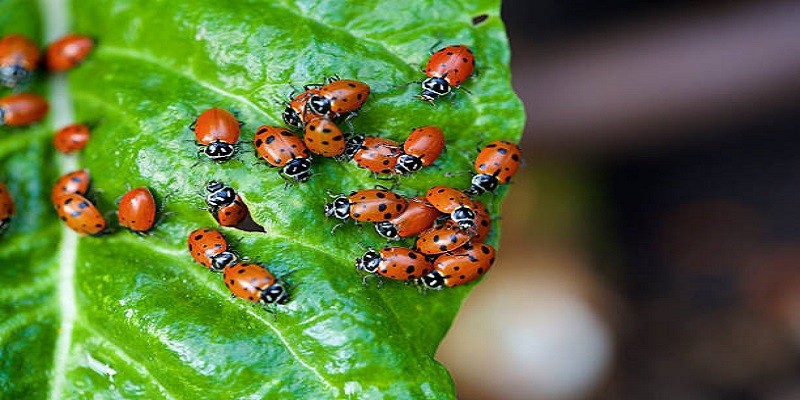 What Do Baby Ladybugs Eat